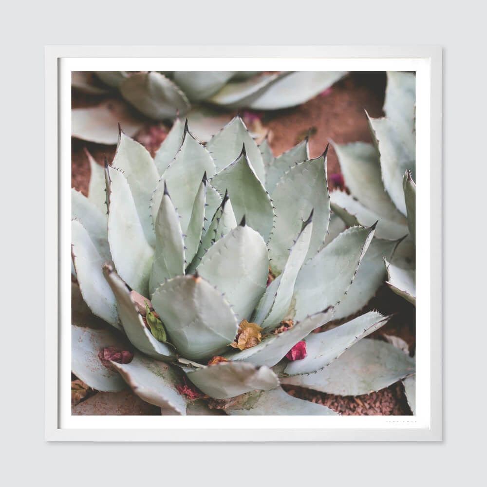 Premium Fine Art Prints for Home & Office Decor - Jardin Collection | Wall Art for Living Room, Bedroom & Gallery Displays