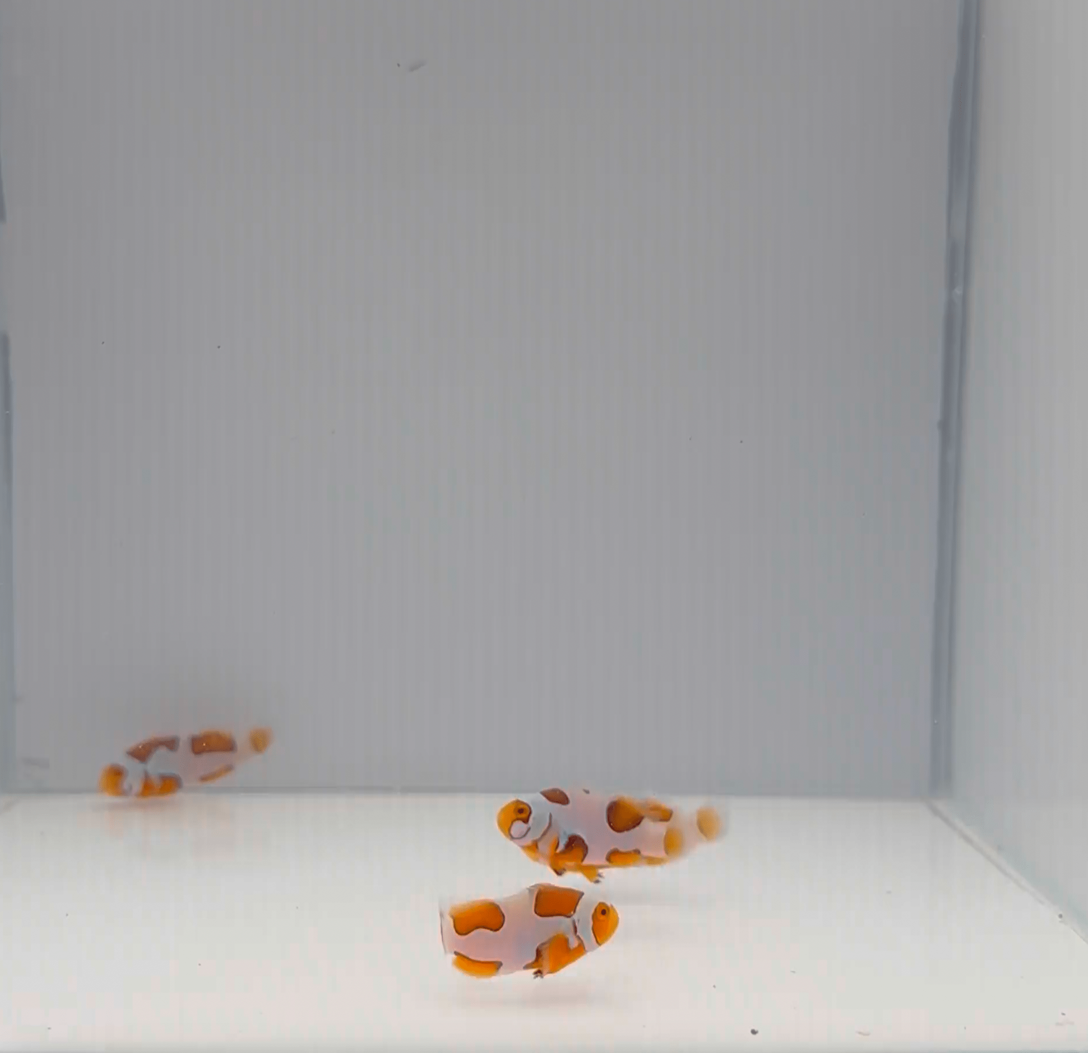 Extreme Picasso Clownfish - Premium Saltwater Aquarium Fish for Reef Tanks | Perfect for Marine Aquascaping & Coral Compatibility