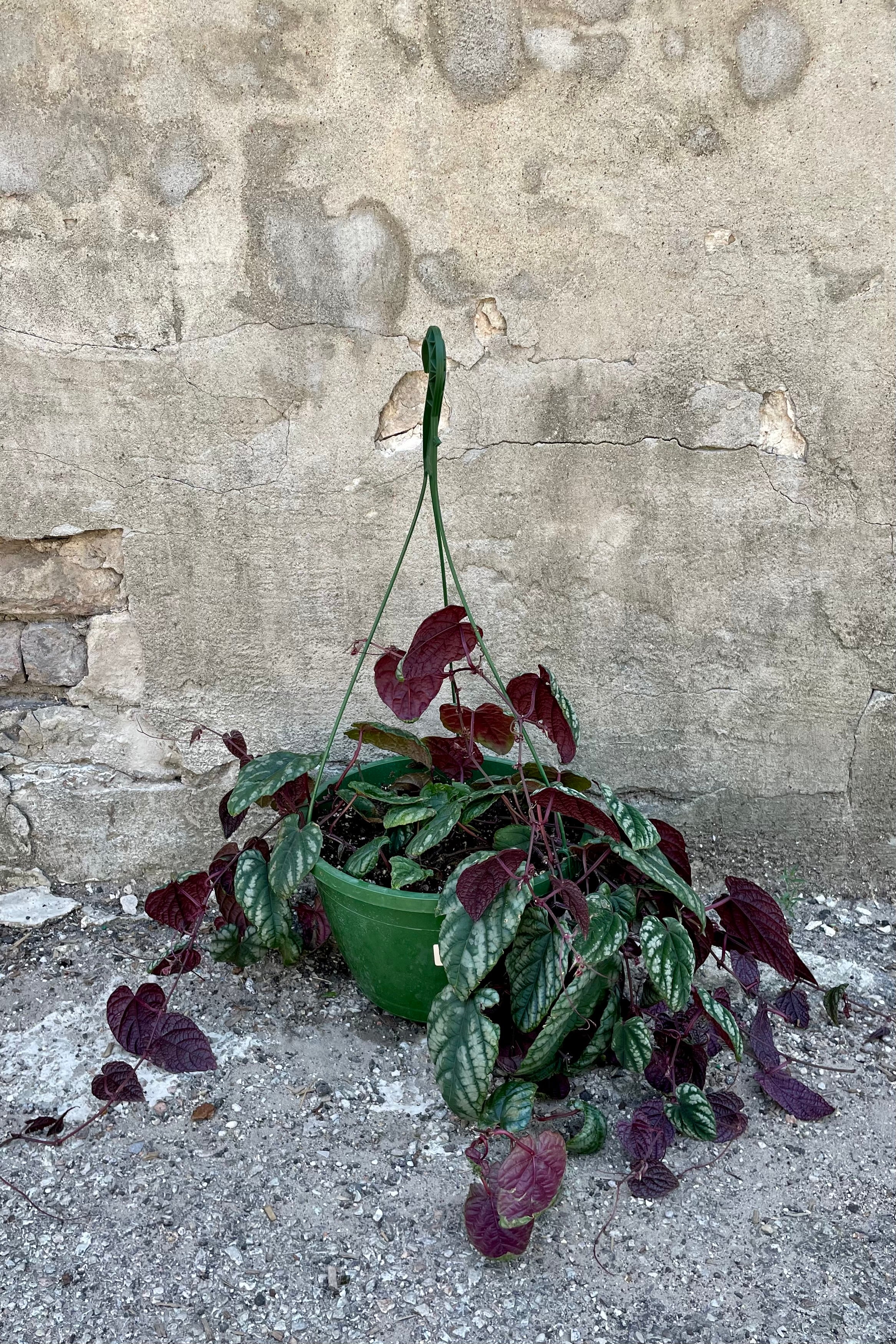 Buy Cissus Discolor Rex Begonia Vine - 10 Inch Hanging Plant for Home & Office Decor | Perfect for Indoor Gardens, Living Rooms, and Balconies
