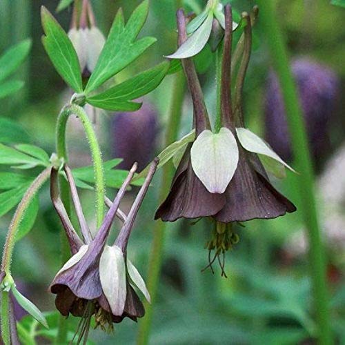 Elwyn 25pcs Aquilegia Chocolate Soldier Columbine Flower Seeds for Garden Planting - Perennial Flower Seeds for Landscaping, Borders & Cottage Gardens