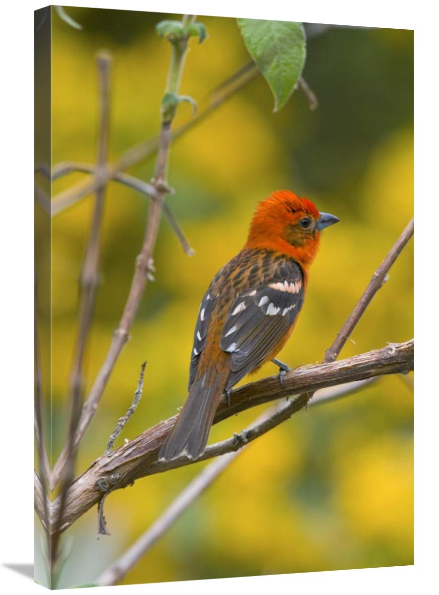 Flame-Colored Tanager Male Canvas Art Print - 20x30 Inches - Costa Rica Wildlife Wall Decor - Perfect for Living Room, Bedroom & Office