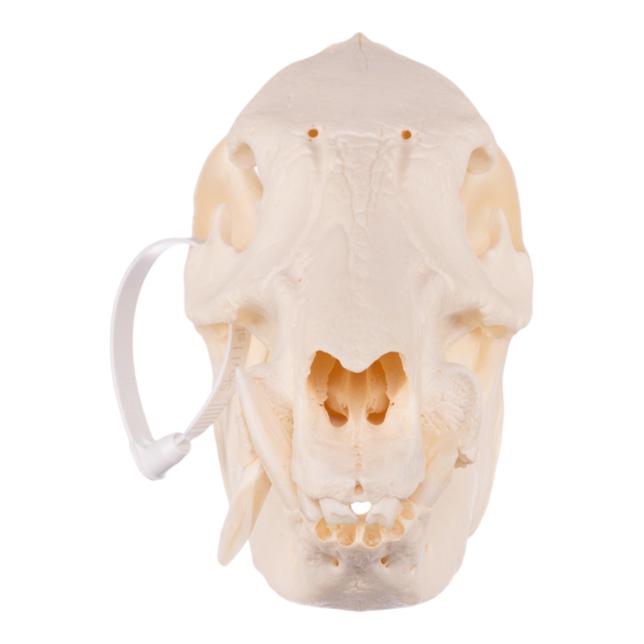 Authentic Real Peccary Skull - Taxidermy Specimen for Home Decor, Gothic Display, and Educational Use - Perfect for Halloween, Oddity Collections, and Science Classrooms