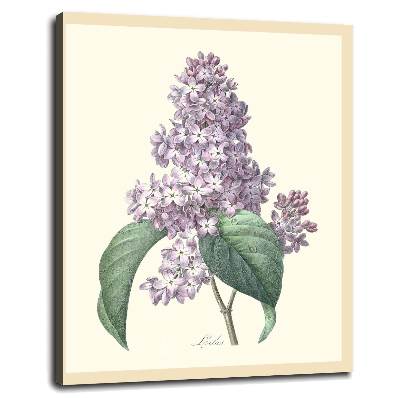 Vintage Lilac Flower Botanical Poster - 32