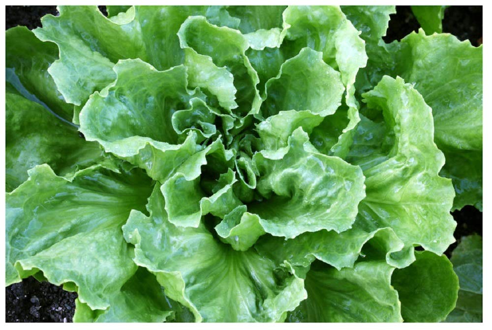Non-GMO Heirloom Endive Escarole Broadleaf Batavian Vegetable Seeds - 1000 Seeds for Organic Gardening & Fresh Salads