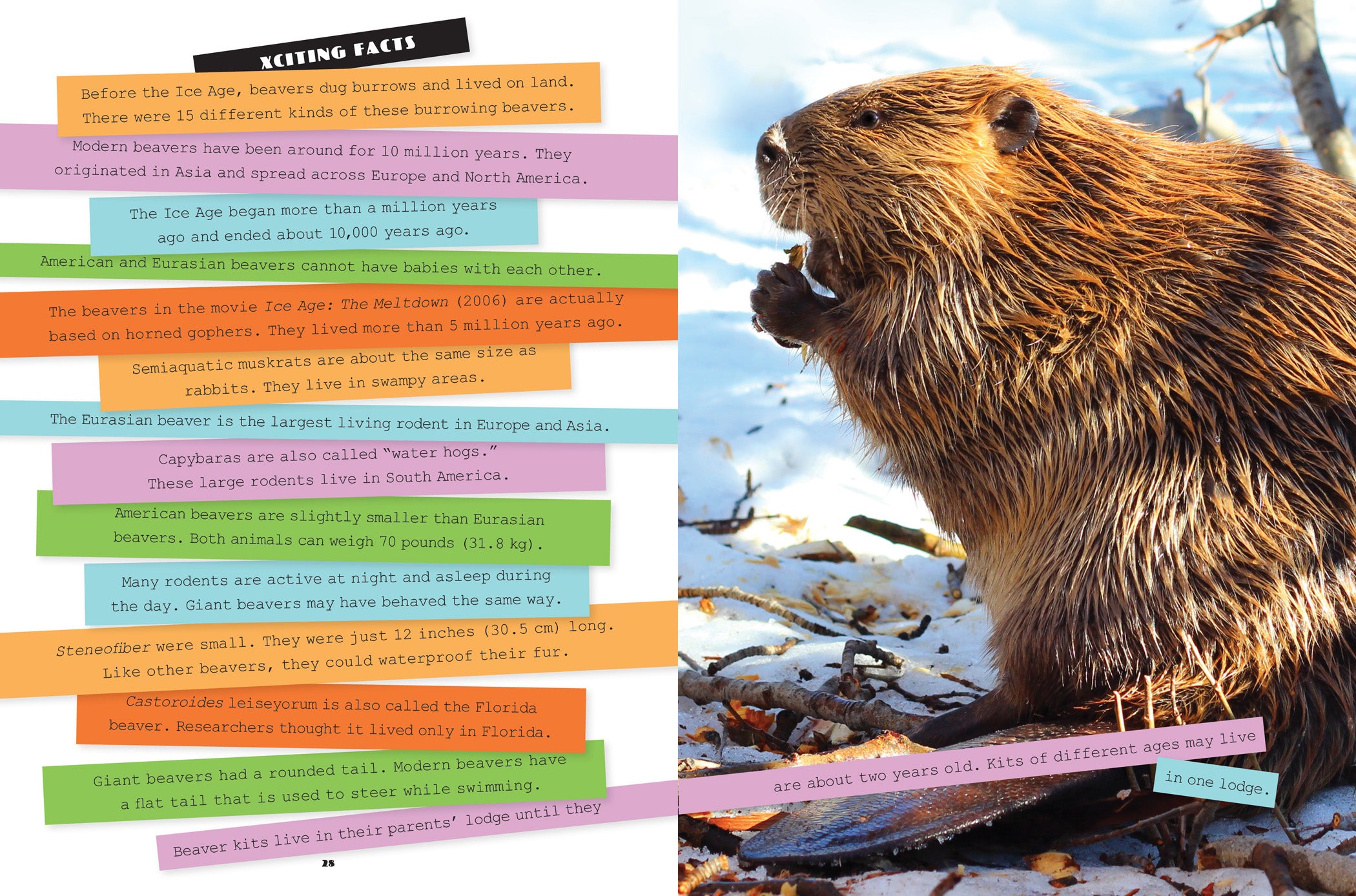 Giant Beavers Book - 9781640264342 | Wildlife Nature Guide for Outdoor Enthusiasts & Animal Lovers