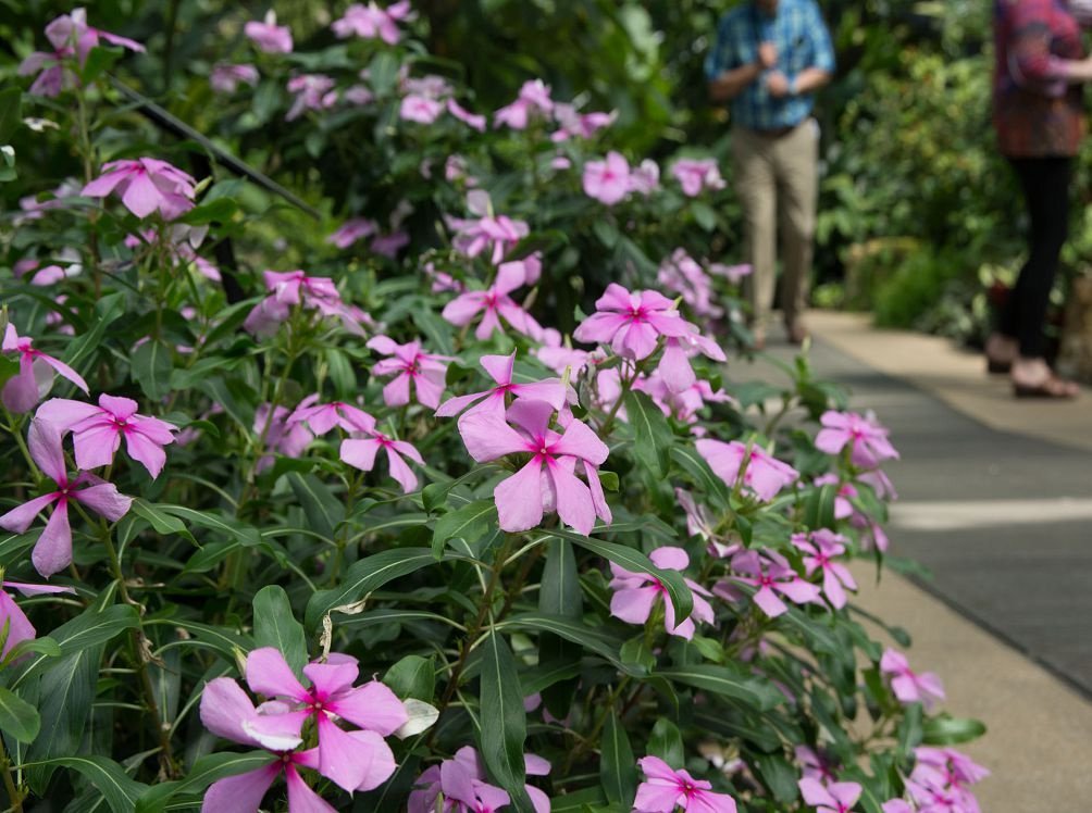 Periwinkle Madagascar Mix Flower Seeds - Pack of 20-40 Seeds for Garden Planting, Landscaping & Container Gardening
