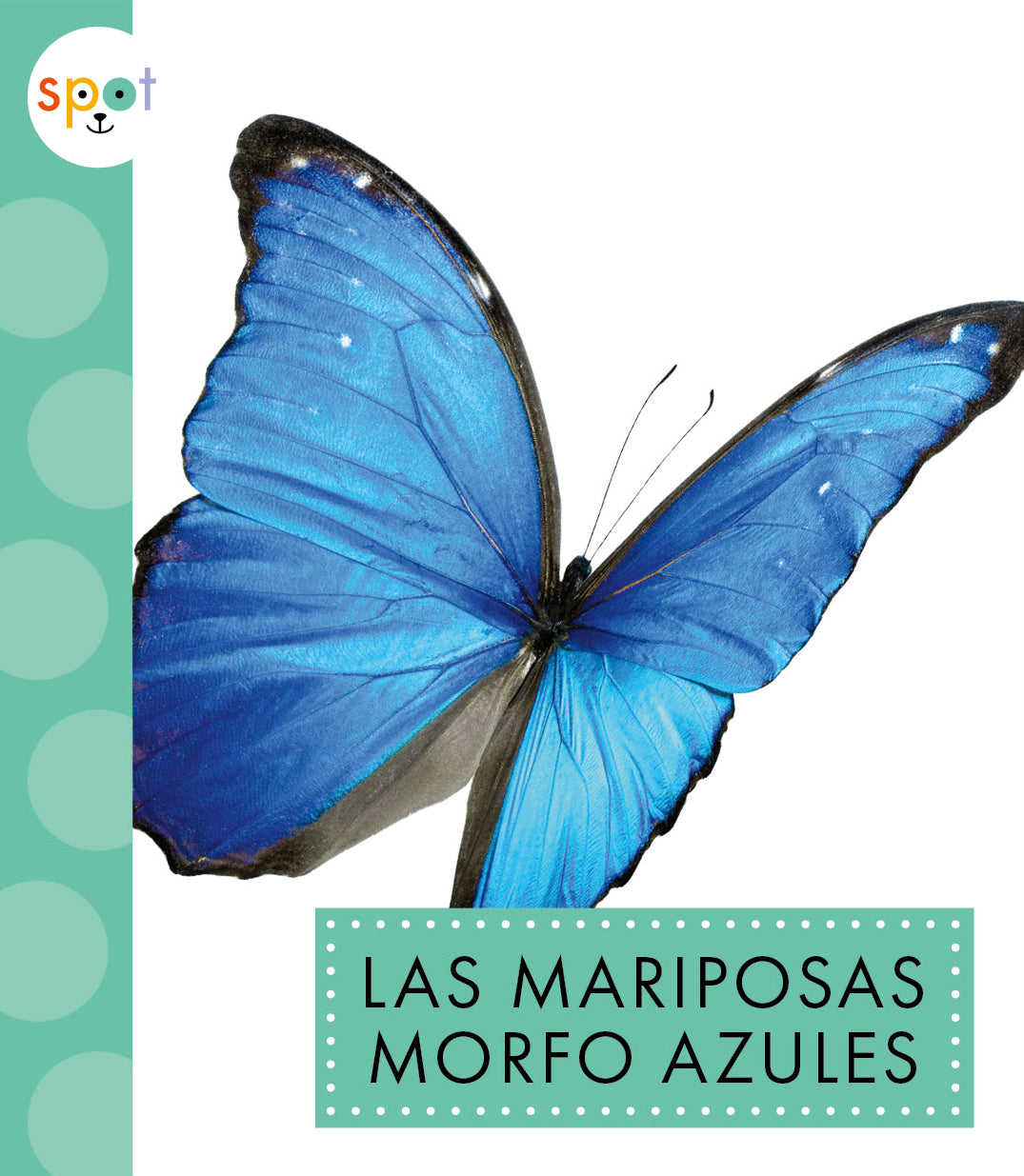 Blue Morpho Butterfly Wings - Real & Vibrant for Art, Jewelry & Home Decor | Perfect for DIY Crafts, Wall Art & Nature Displays