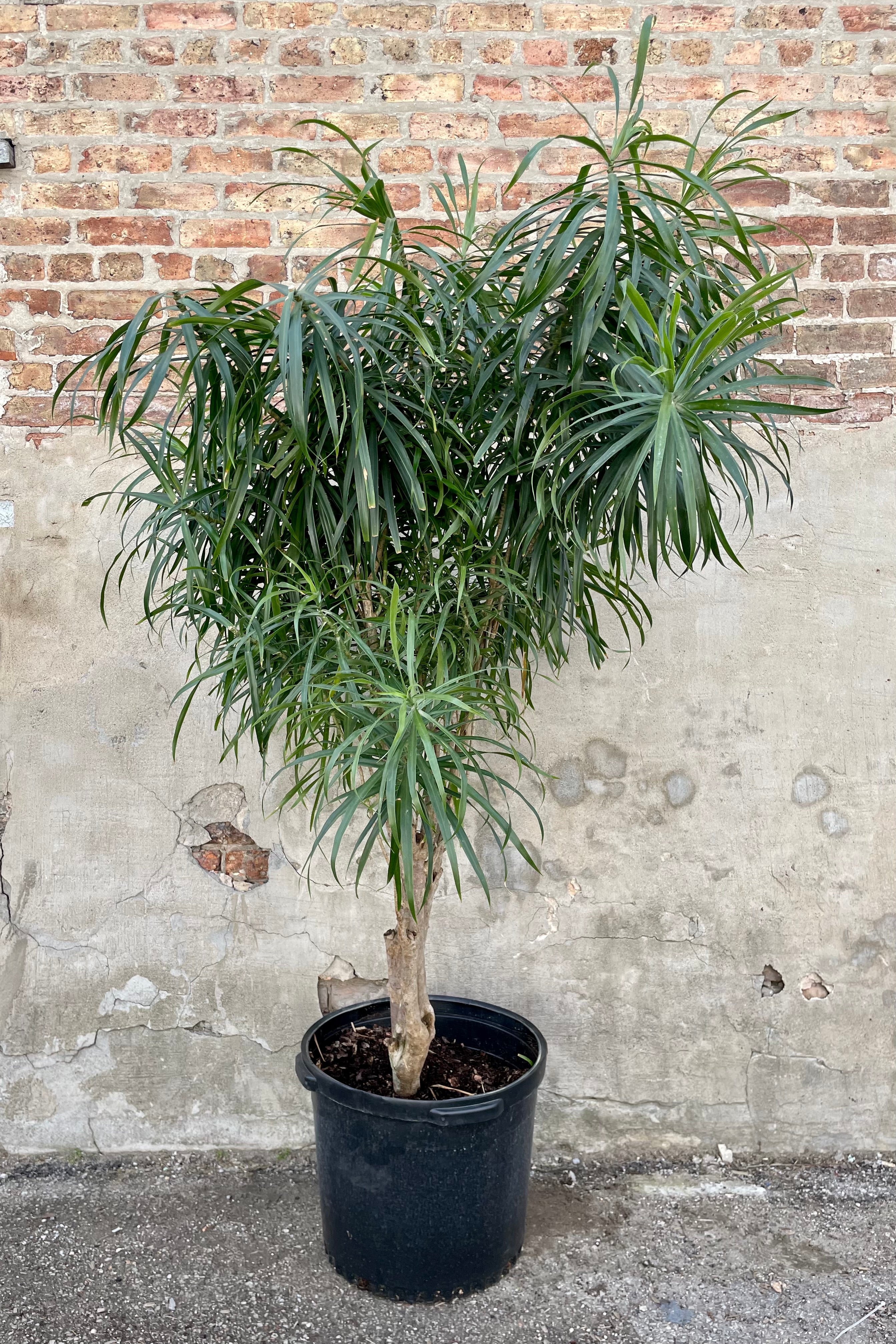 Dracaena 'Anita' 17