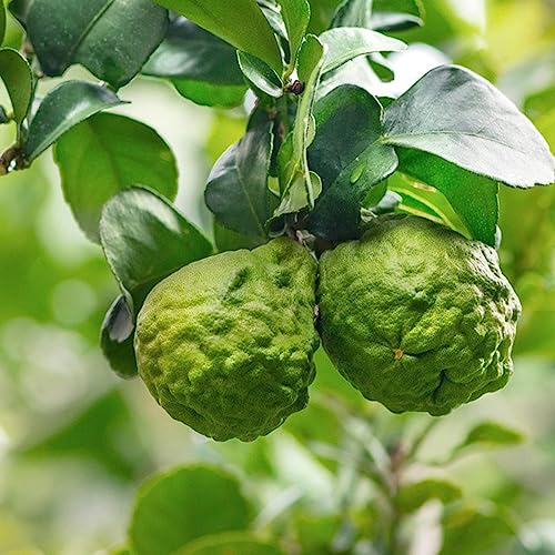 Bergamot