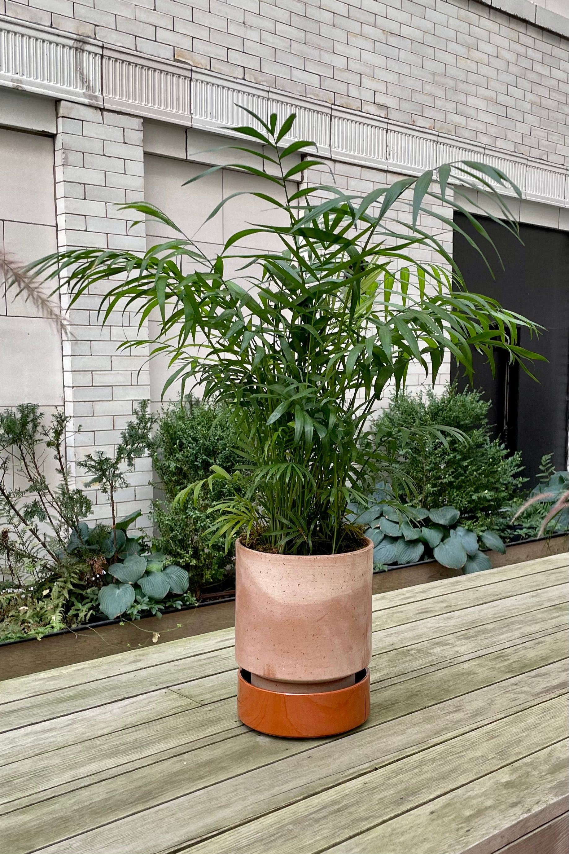 Chamaedorea Elegans Neanthe Bella Palm - 6 Inch Indoor House Plant for Home & Office Decor | Perfect for Living Room, Bedroom, or Desk
