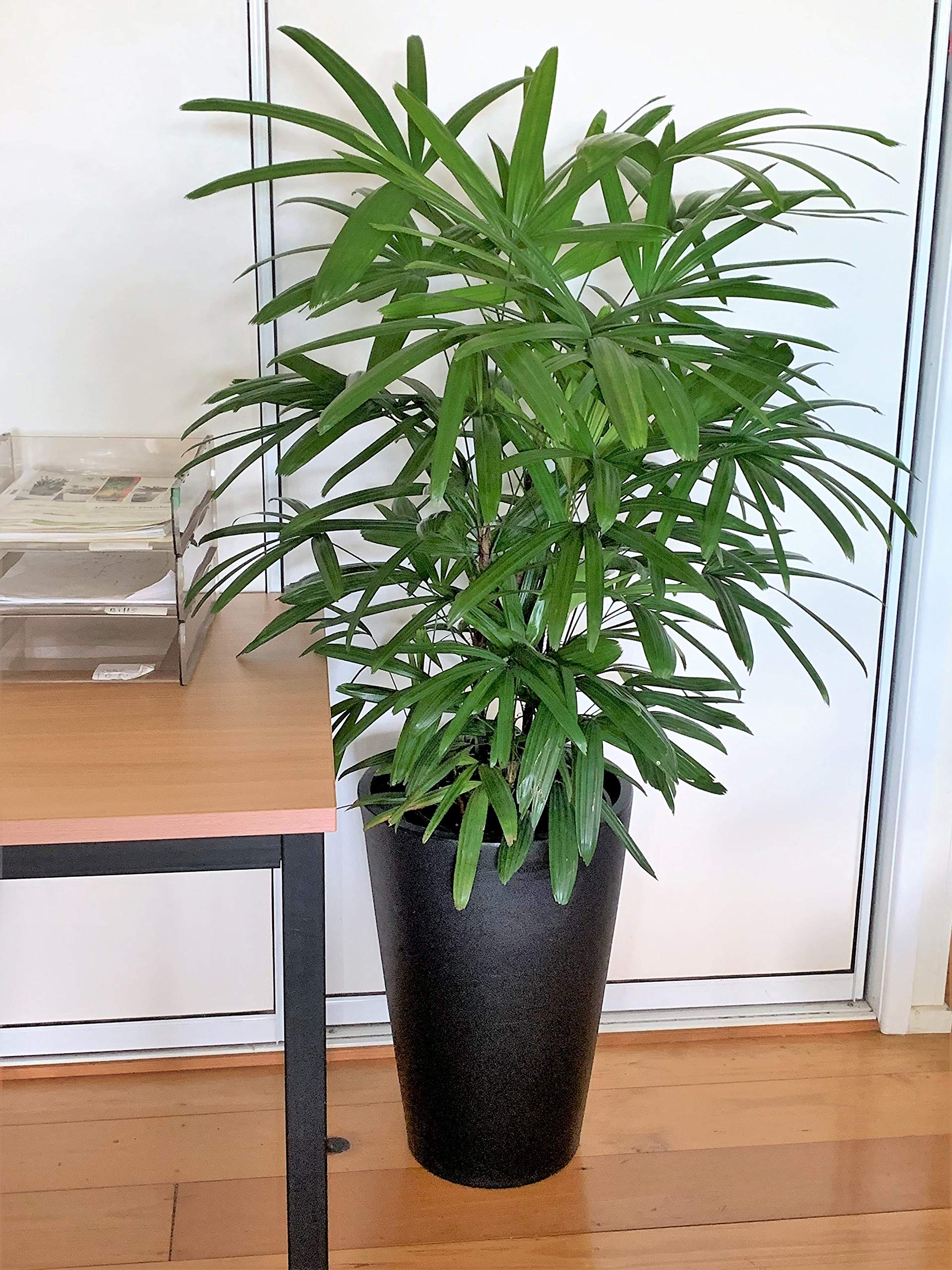 Lady Palm (Rhapis Excelsa) - 8 Inch Live Indoor Outdoor Houseplant in Growers Pot - Air Purifying Plant for Home, Office & Garden Decor