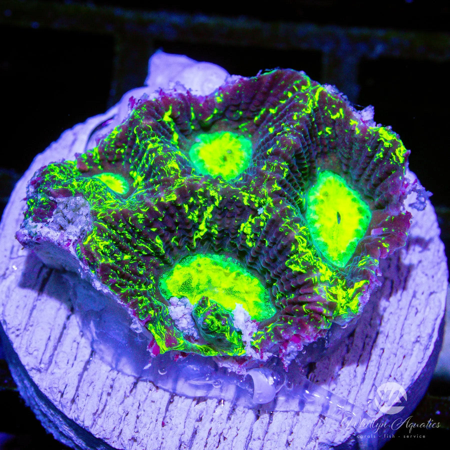 A14 Toxic Ooze Favia Coral - Rare WYSIWYG Live Coral for Saltwater Aquariums | Perfect for Reef Tanks & Coral Displays