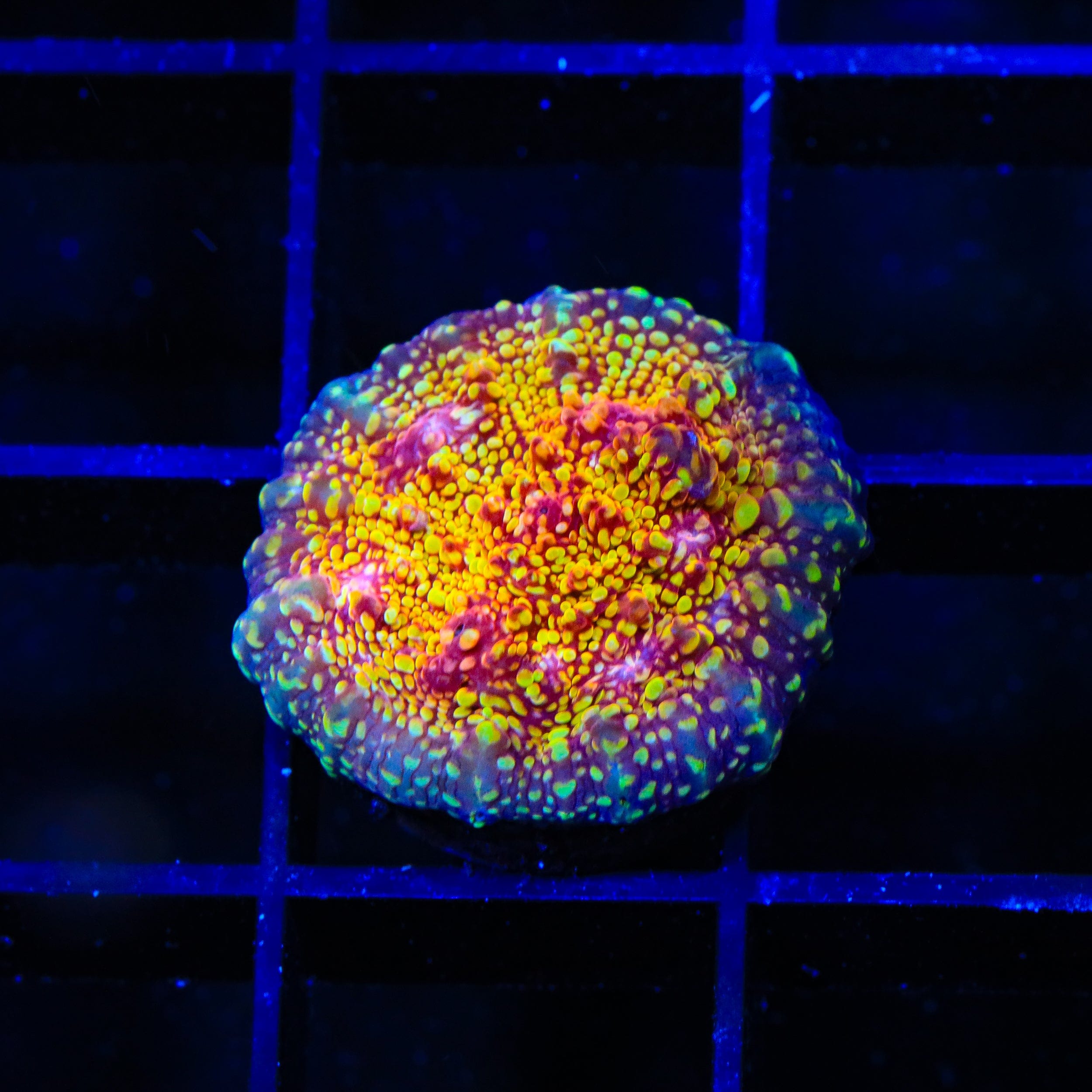 CB El Diablo Chalice Coral - Premium Live Coral for Saltwater Aquariums | Perfect for Reef Tanks, Coral Propagation & Marine Displays