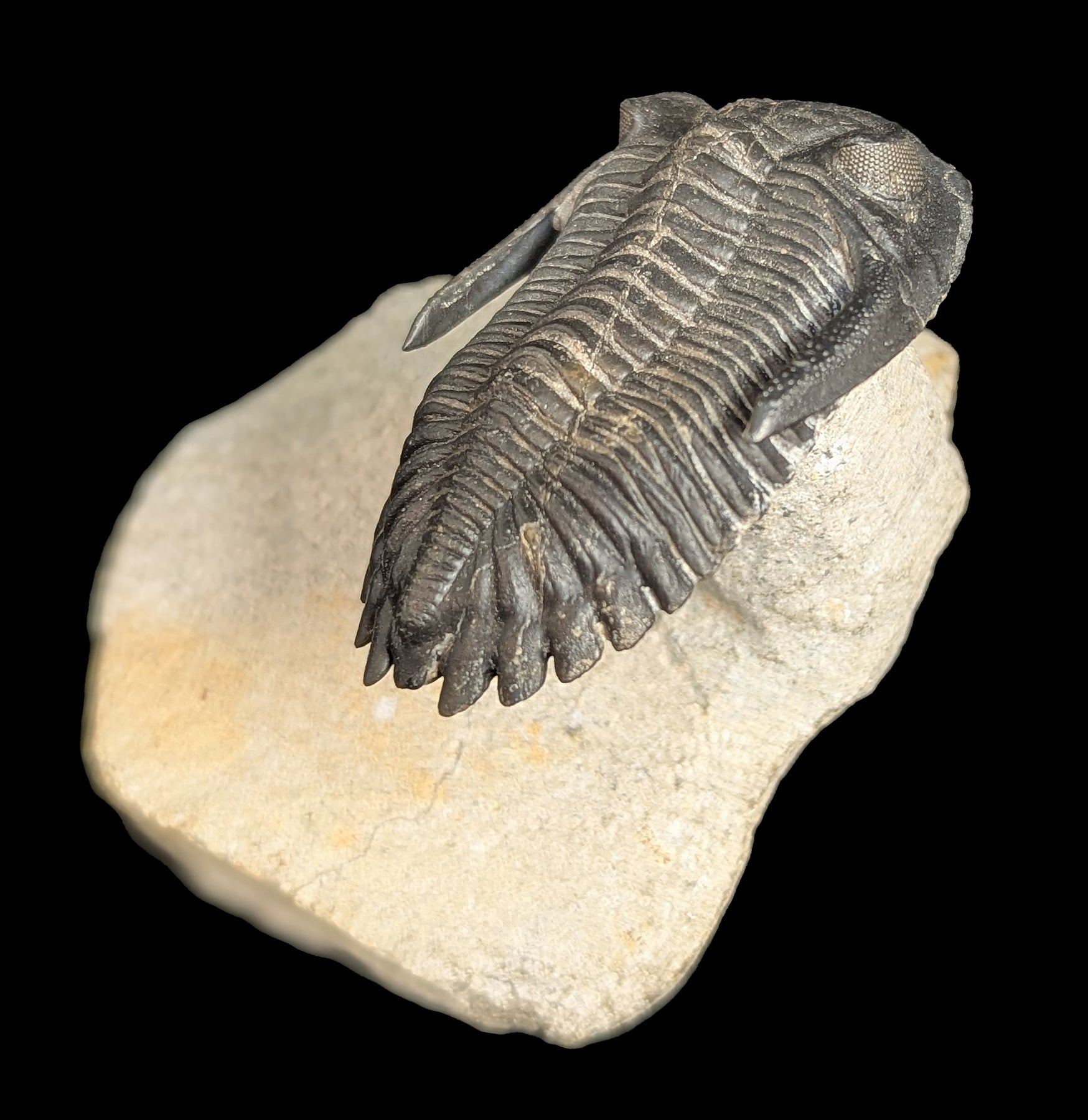 Authentic Trilobite Hollardops Fossil in Matrix - Rare Prehistoric Specimen for Collectors & Paleontology Enthusiasts - Perfect for Home Display, Educational Use & Gift Giving