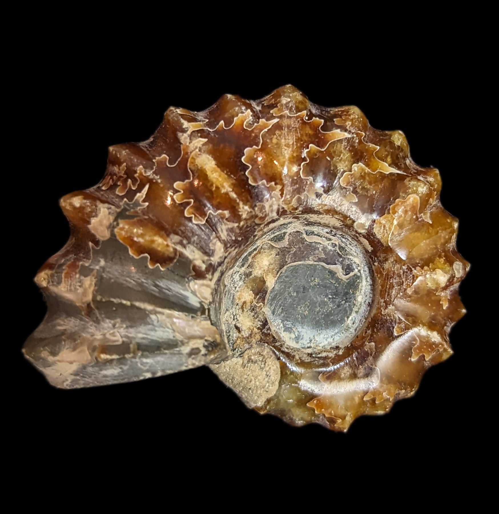 Authentic Douvilleiceras Inquinodum Ammonite Fossil - Rare Prehistoric Specimen for Collectors, Home Decor & Educational Displays