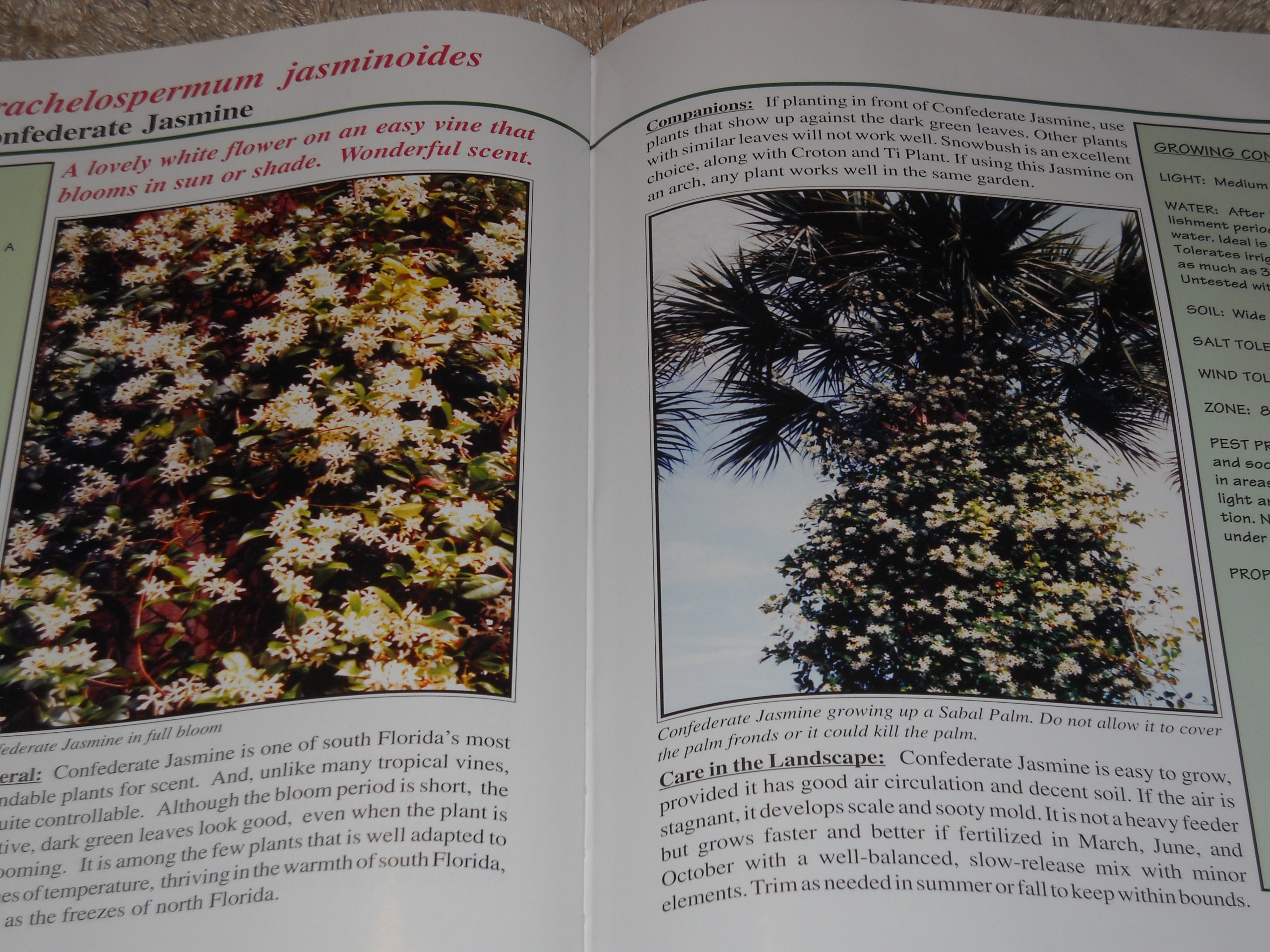 Easy Gardens for South Florida - Best Plants & Landscaping Tips for Warm Climates | Perfect for Backyards, Patios & Pool Areas