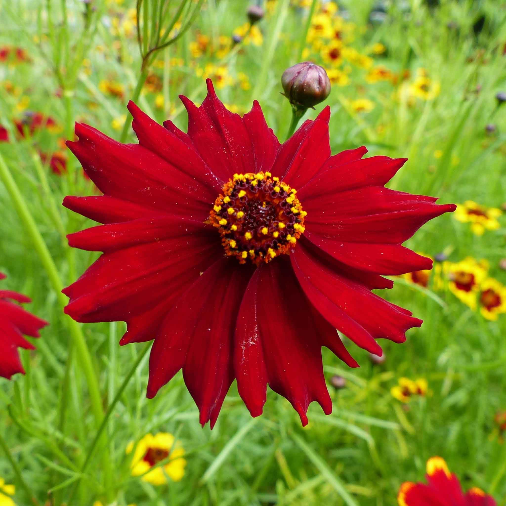 Eden Brothers Plains Coreopsis Seeds - Tall Red Wildflower Seeds for Pollinator Gardens & Landscaping | Attracts Butterflies & Bees