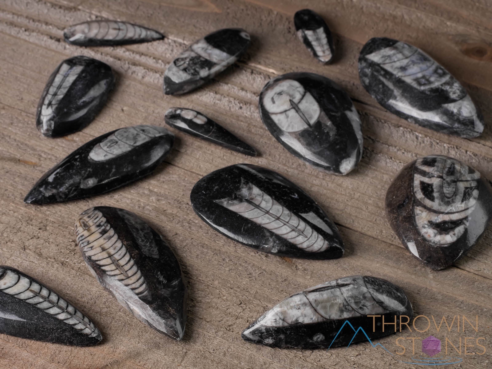 ORTHOCERAS FOSSIL - Authentic Natural Fossil Crystal Cabochon | Unique Housewarming Gift & Home Decor (E0095) | Perfect for Geology Enthusiasts, Crystal Collectors & Interior Design