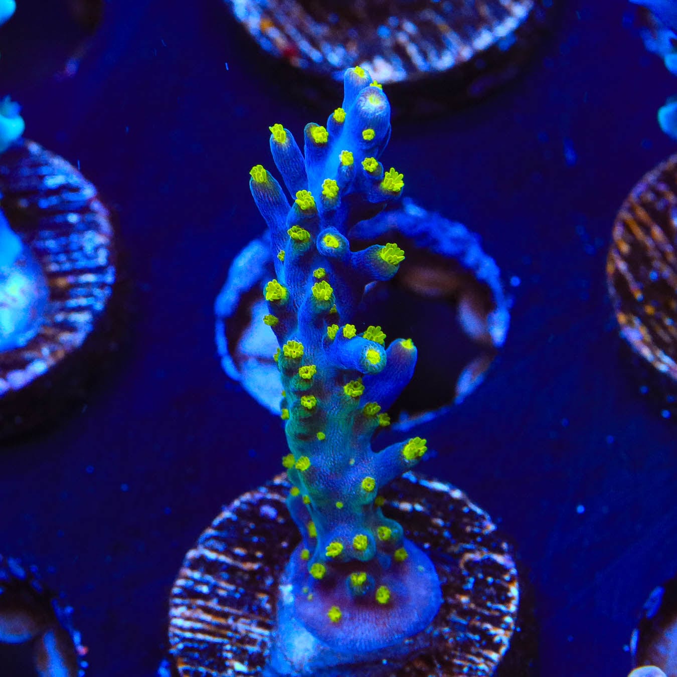 Premium Garf Bonsai Acropora Coral for Saltwater Aquariums - Live Coral Frag for Reef Tanks, Nano Tanks & Marine Aquascaping