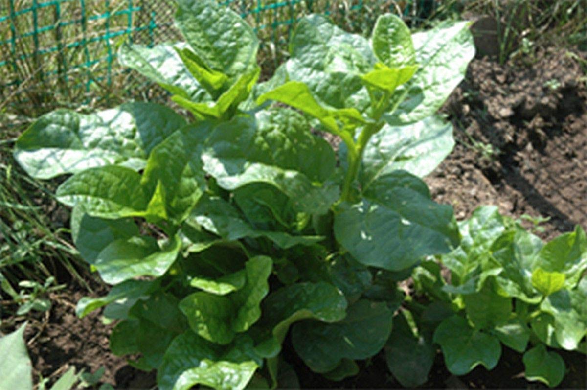 Organic Malabar Spinach Seeds (Green Stem Variety) - 200+ Non-GMO Heirloom Seeds for Home Gardening, Stir-Fry Cooking & Fresh Salads - Perfect for Vertical Gardens, Urban Farming & Healthy Eating