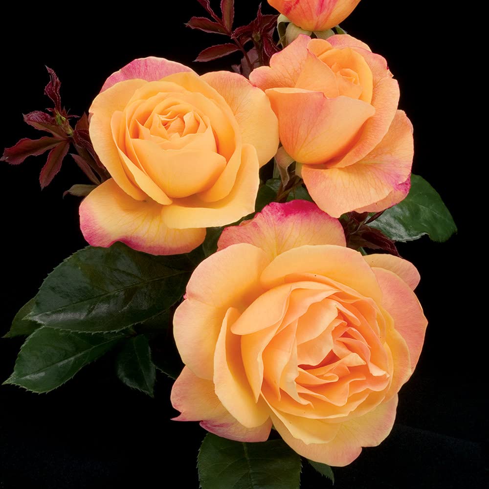 Strike It Rich™ Yellow Heirloom Roses - Grandiflora Rose Bush Live Plant for Outdoor Garden Planting | Perfect for Landscaping, Wedding Decor & Gift Giving