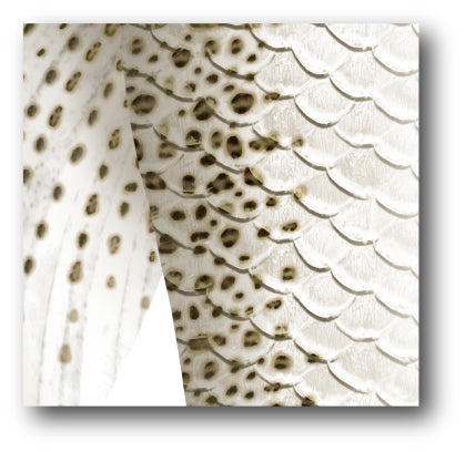Premium Leopard Shark GalleryTail Surfboard - High Performance for Professional Surfers & Wave Enthusiasts | Perfect for Big Waves & Competitive Surfing