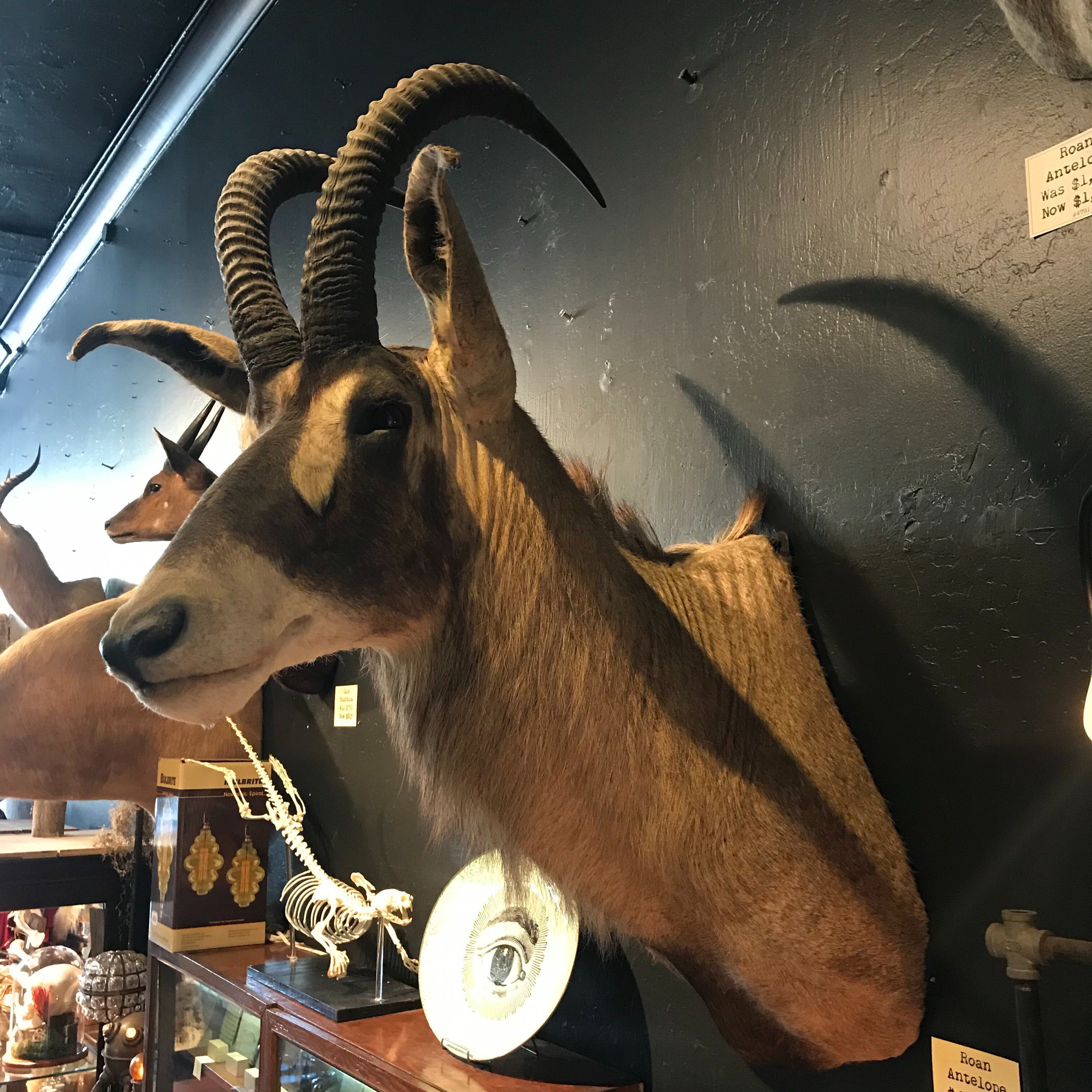 Roan Antelope Taxidermy Mount - Realistic African Wildlife Trophy for Home & Office Decor | Hunting Lodge Display, Man Cave Decor, Safari Theme Interior Design