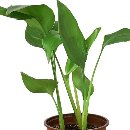 Strelitzia Nicolai