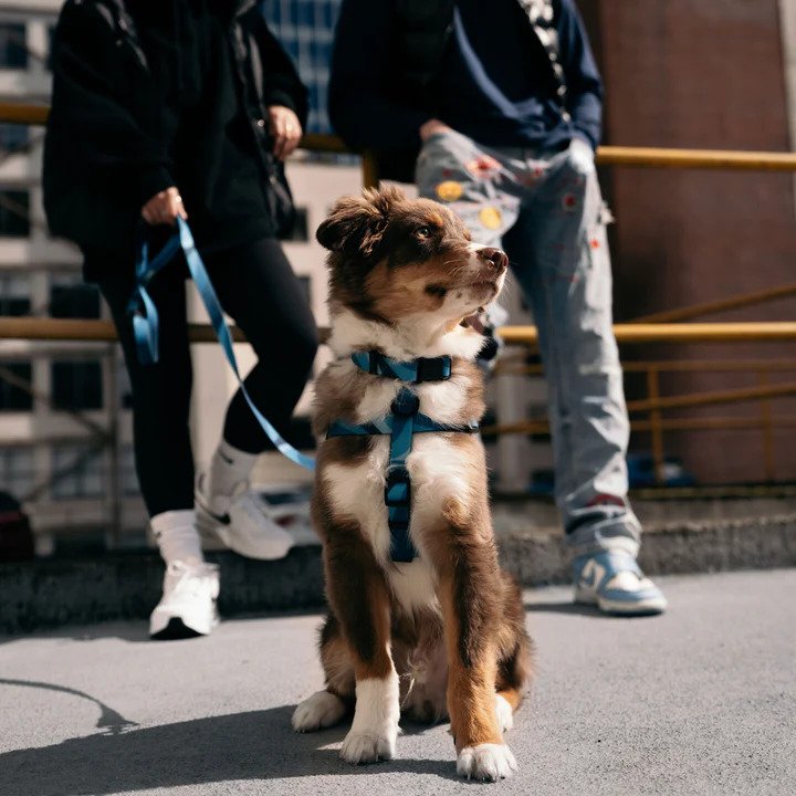 Waterproof Dog Harness for Small Medium Large Dogs - Adjustable Reflective Pet Vest with Handle for Outdoor Walking, Hiking & Swimming | Aqua Blue