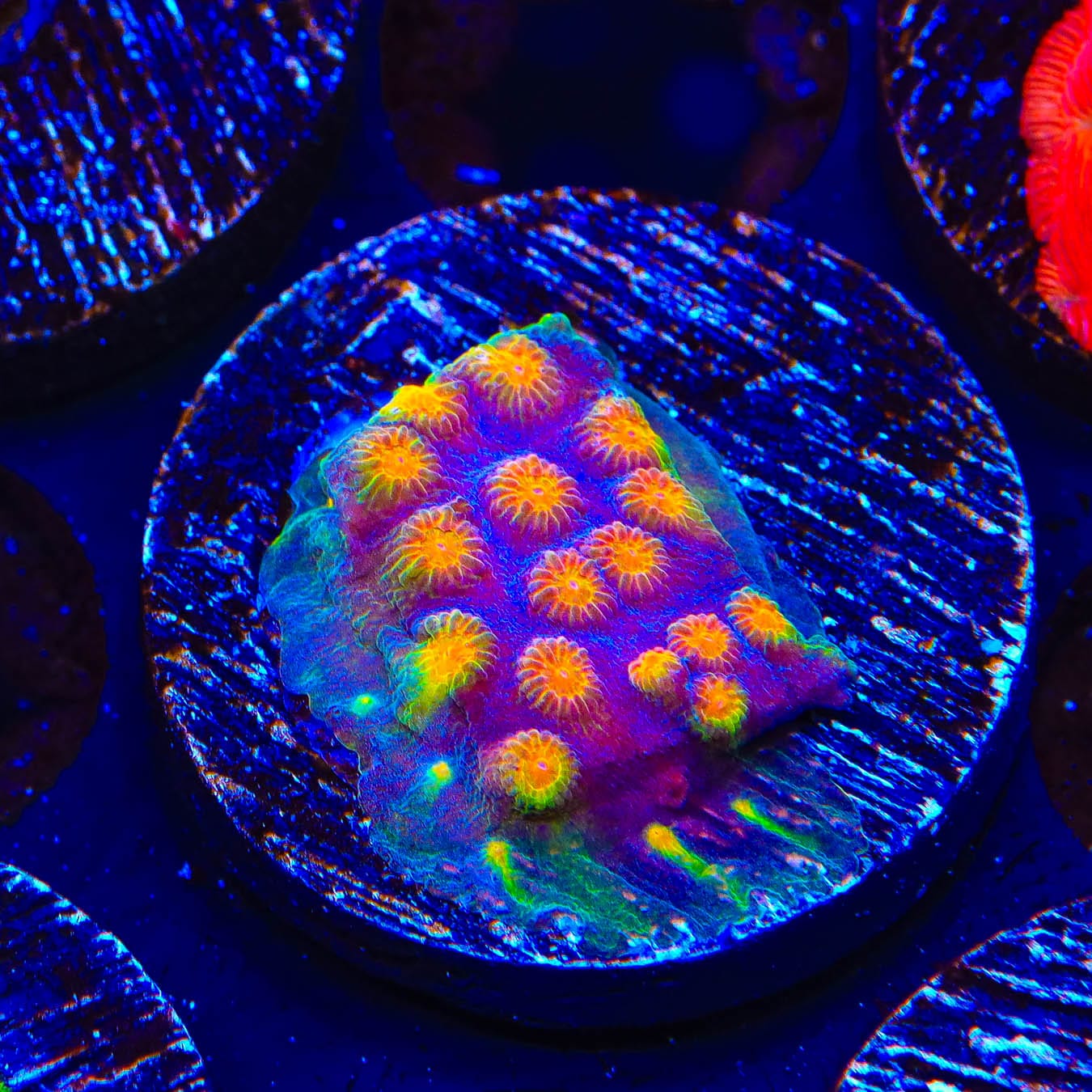 CB Monet Madness Cyphastrea Coral - Premium Saltwater Aquarium Coral for Reef Tanks | Perfect for Coral Propagation and Aquascaping