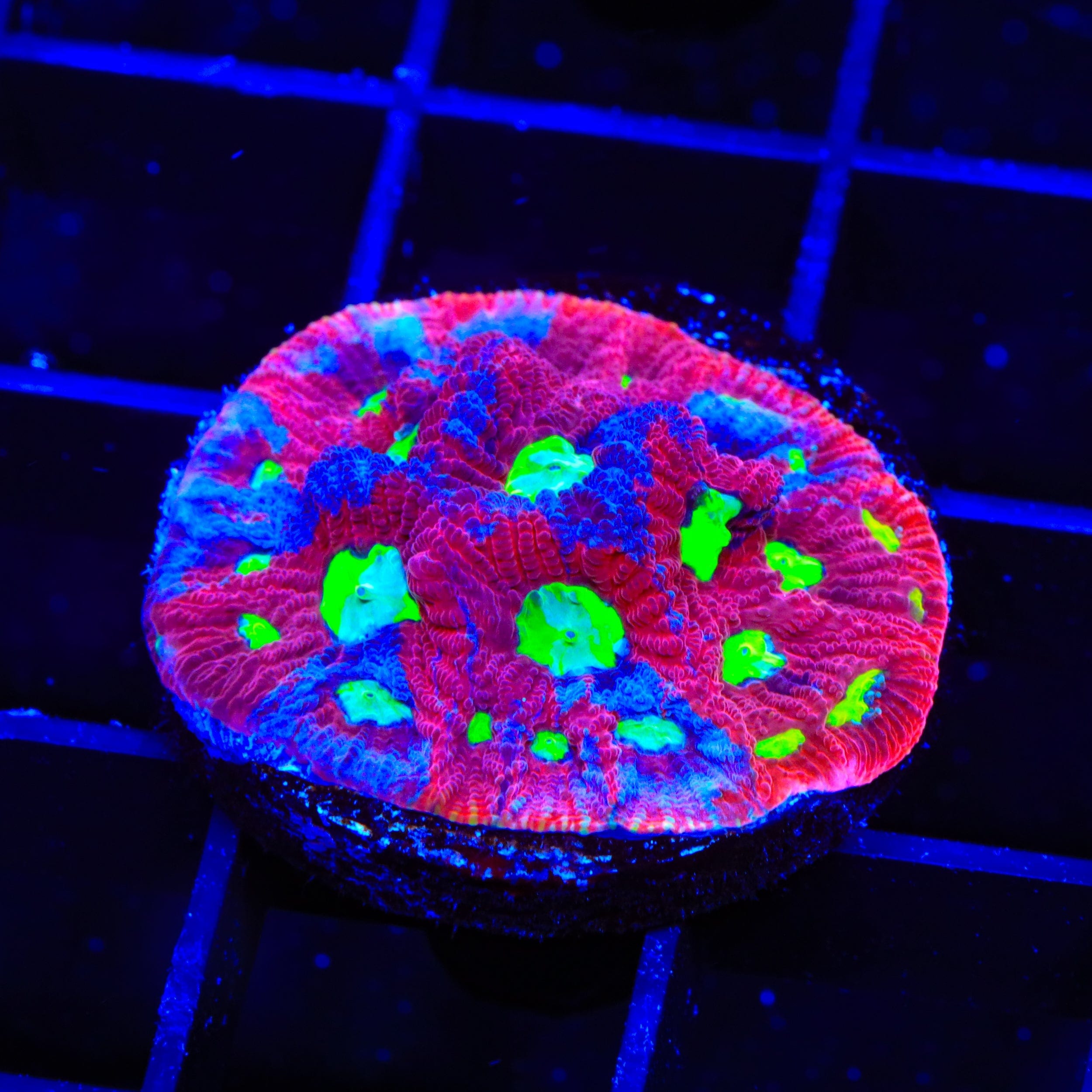 CB Bloodbath Favia Coral - Premium Saltwater Aquarium Coral for Reef Tanks | Vibrant Colors & Easy Care | Perfect for Coral Frags and Marine Displays