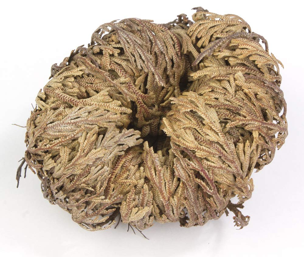 Rose of Jericho Resurrection Plant (2 Pack) - Incense Garden Dried Flowers for Home Decor, Spiritual Rituals & Aromatherapy | Perfect for Meditation, Gift Giving & Natural Air Freshener