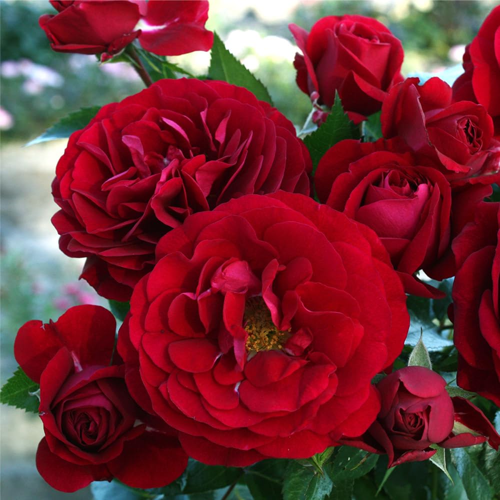 Heirloom Roses Citiscape Bordeaux Red Rose Bush - Floribunda Live Outdoor Plant for Gardens, Landscaping & Patio Decor