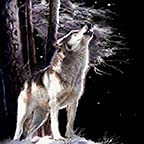 Wolf Howl