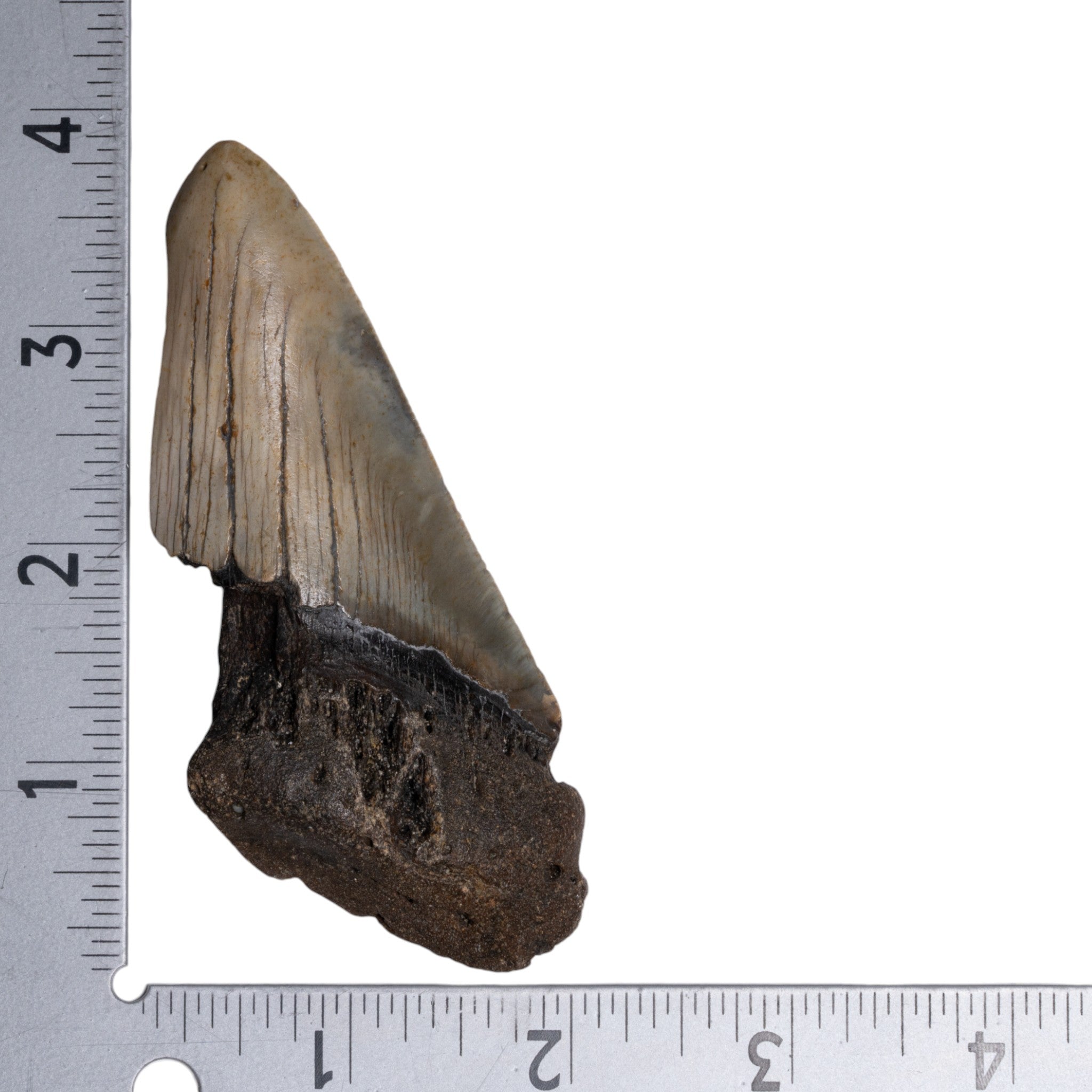 Genuine Megalodon Shark Tooth Fossil - Authentic Collector's Specimen for Display, Education & Home Decor