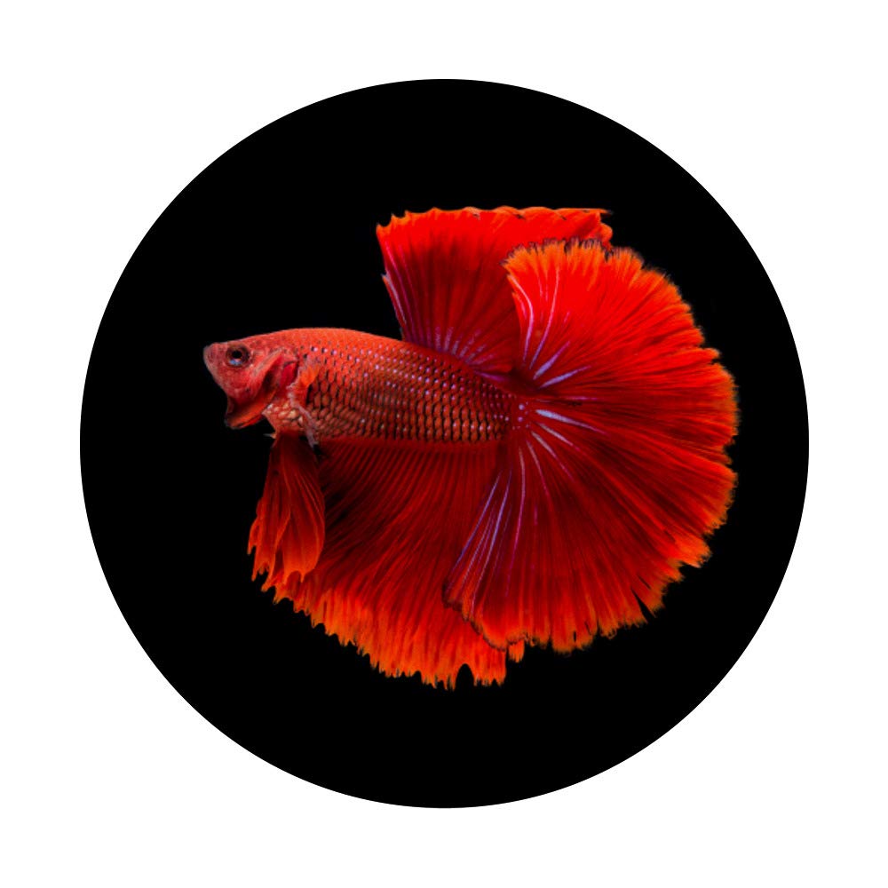 Vibrant Red Betta Siamese Fighter Fish - Live Tropical Aquarium Fish for Home & Office Decor | Perfect for Fish Tanks, Bowls & Aquatic Displays