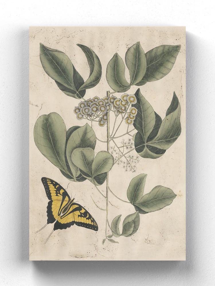 Catesby Butterfly Wrapped Canvas Wall Art - Vintage Botanical Print by Mark Catesby - Perfect for Living Room, Bedroom & Office Decor