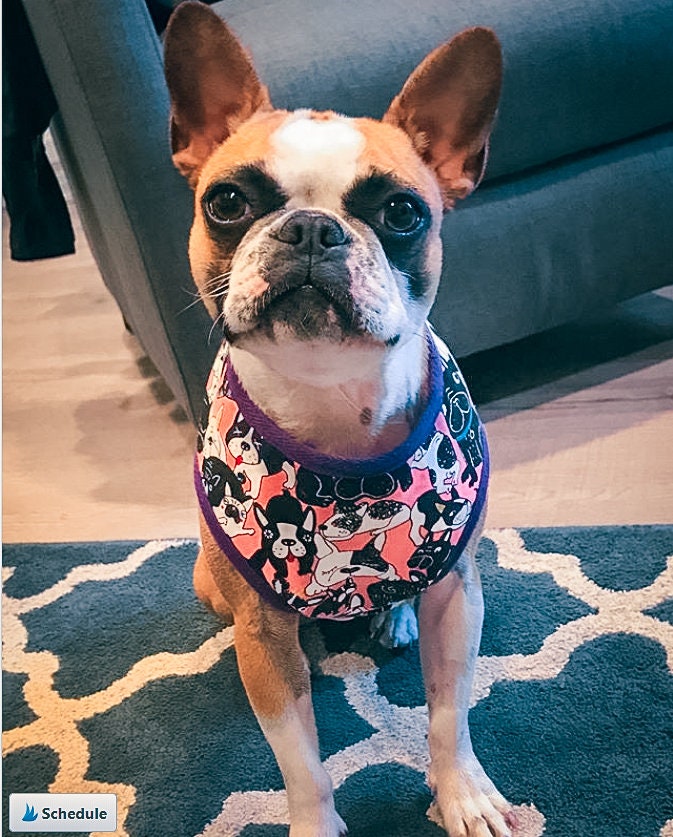 Best Dog Harness for Frenchie, Pug & Boston Terrier - Adjustable & Comfortable Pet Walking Gear for Small Dogs - Perfect for Daily Walks, Hiking & Outdoor Adventures