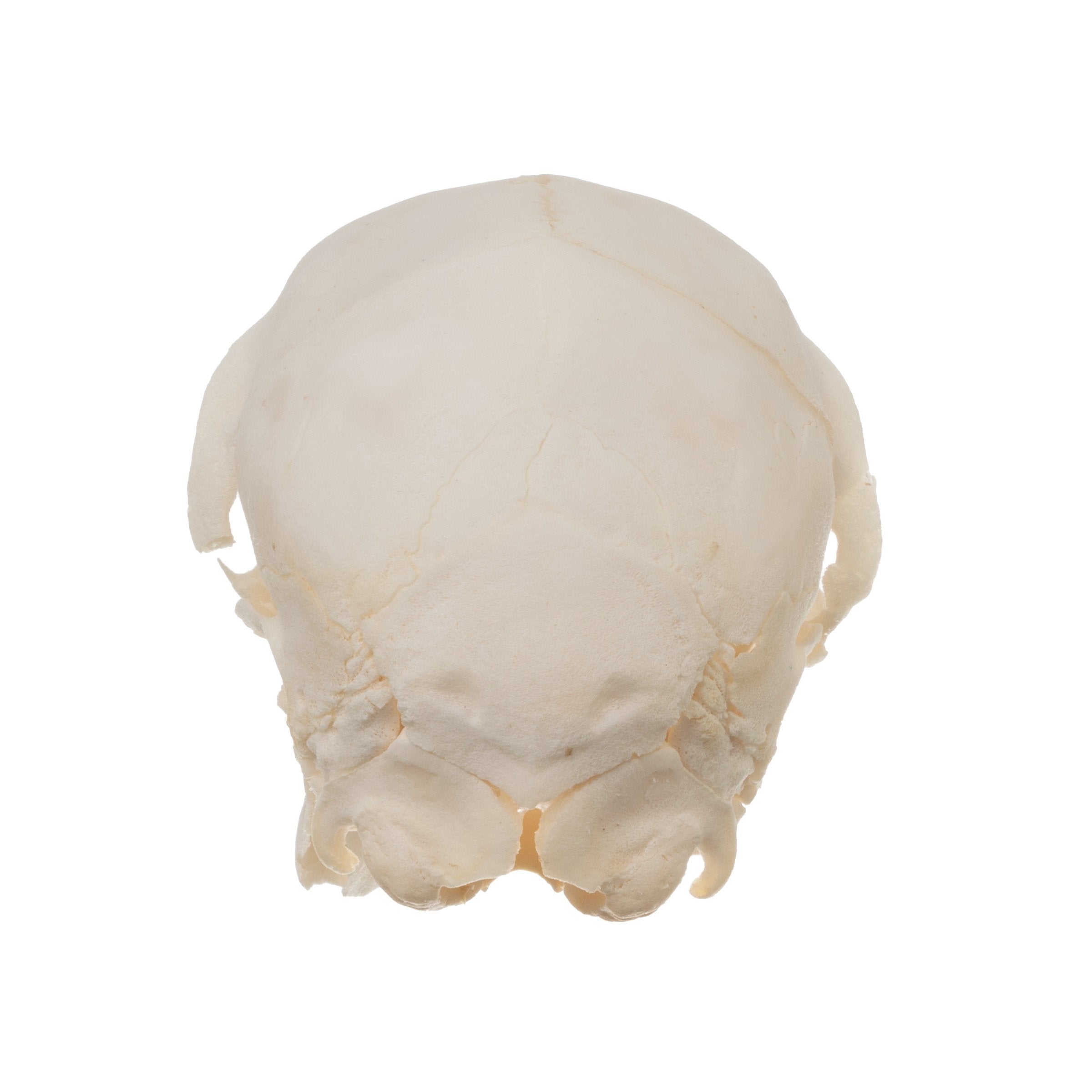 Real Domestic Goat Skull - Authentic Fetal Goat Skull Specimen for Taxidermy, Oddities Collection & Gothic Decor | Perfect for Halloween, Witchcraft Altars & Dark Academia Aesthetics