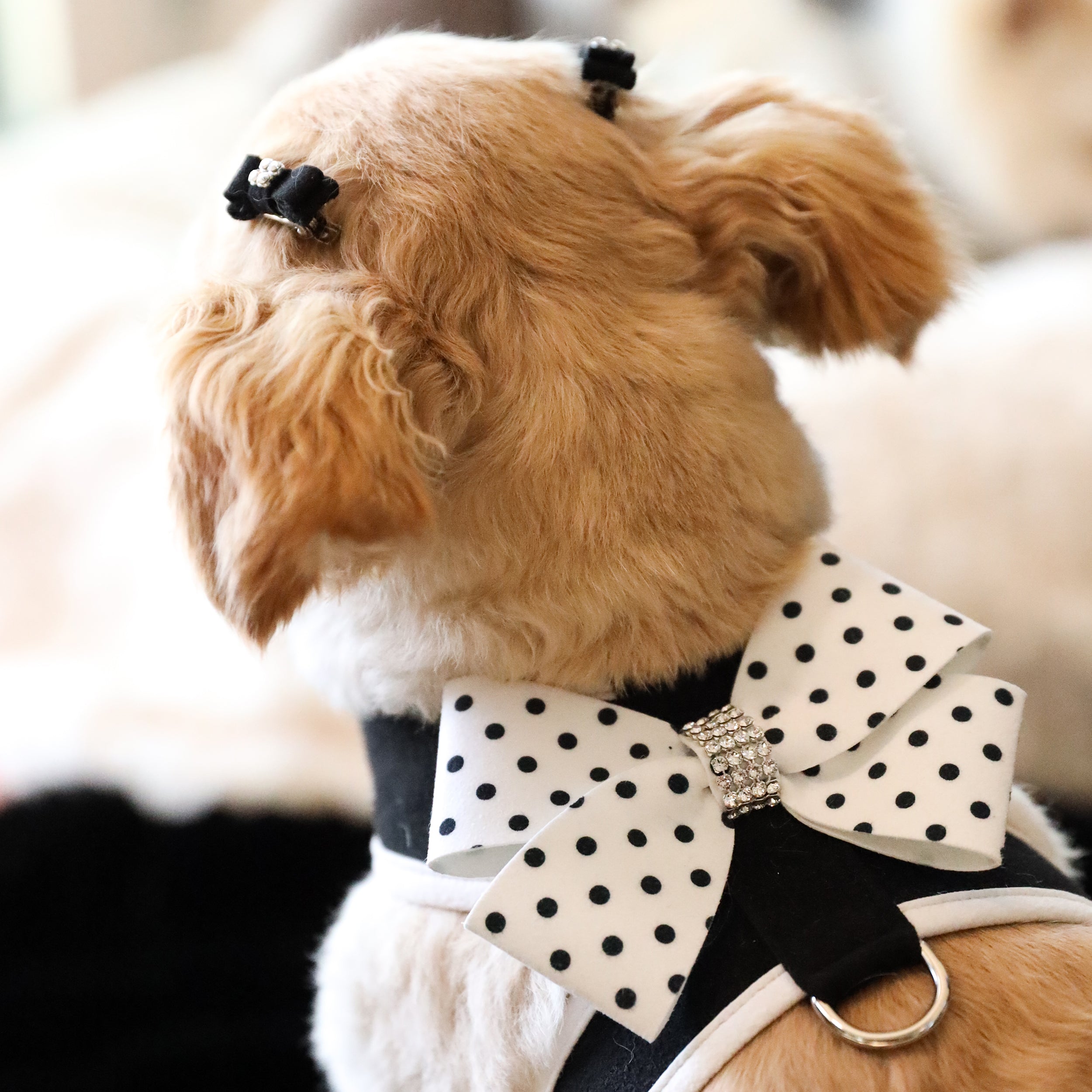 Polka Dot Nouveau Bow Dog Harness with White Trim - Stylish & Comfortable Pet Accessory for Small Dogs, Perfect for Walks, Training & Outdoor Adventures