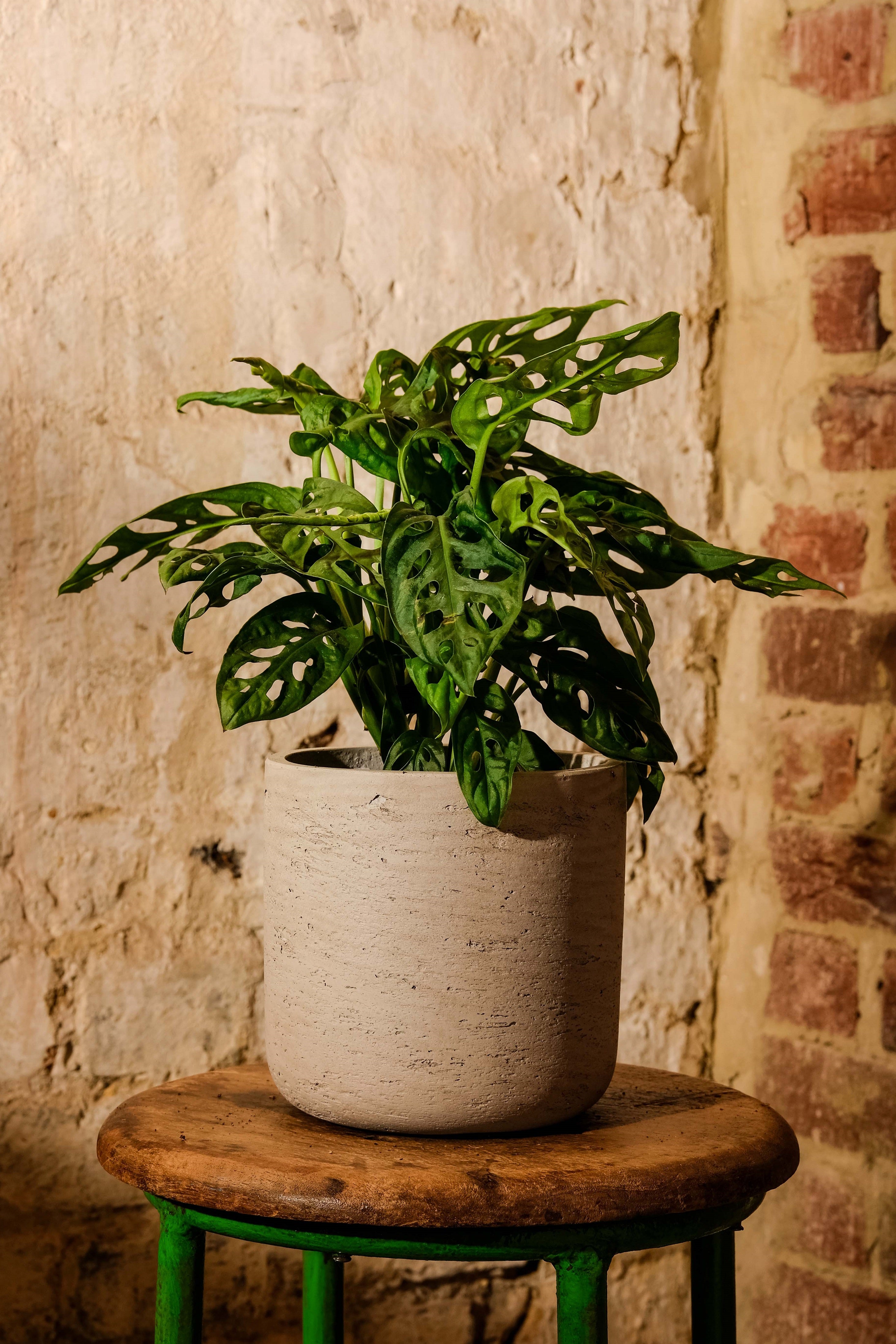 Monstera Adansonii Swiss Cheese Plant - Live Indoor Houseplant for Home Decor, Office & Garden - Easy Care Tropical Vine with Unique Leaf Holes