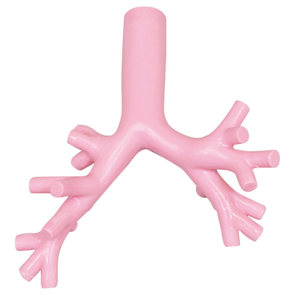 Difficult Airway Management Bronchoscopy Training Model - Realistic Medical Simulation for Anesthesia & Emergency Practice - Perfect for Medical Students, Residents, and Healthcare Professionals