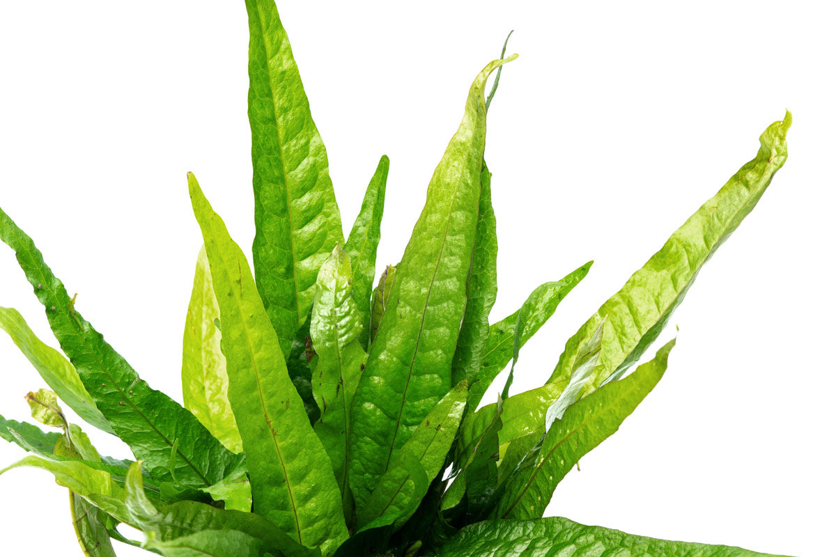 Microsorum Pteropus Java Fern Mother Plant - Live Aquatic Plant for Aquariums & Fish Tanks - Perfect for Low Light Aquascaping & Natural Decor