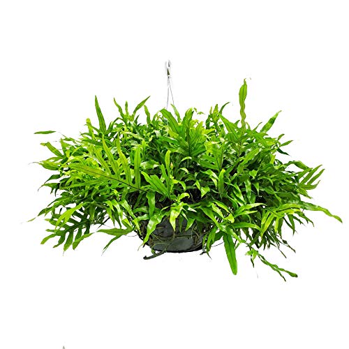 Kangaroo Fern Hanging Basket - 12 Inch Indoor Outdoor Hanging Planter with 20-24 Inch Spread - Tropical Houseplant from Florida (Includes Plant, Fertilizer & Potting Soil) - Perfect for Patio, Balcony, Living Room & Office Decor