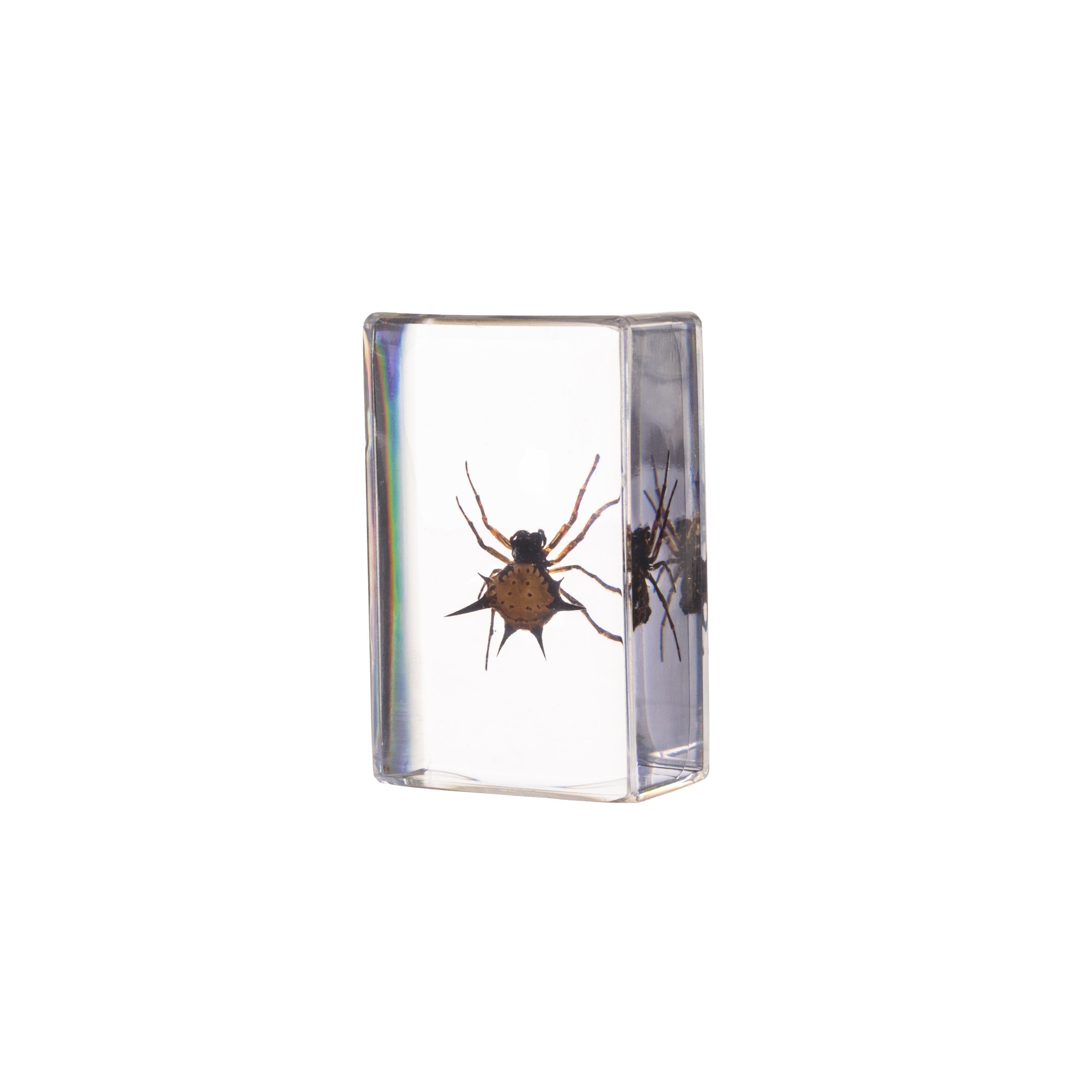 Realistic Spiny Spider Paperweight - Small Office Desk Decor for Halloween & Horror Theme Parties