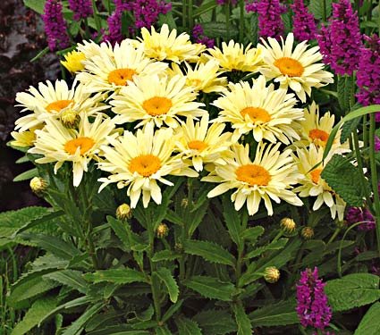Banana Cream Shasta Daisy Perennial Plant - Proven Winners Quart Pot for Garden, Borders & Landscaping | Bright Yellow Flowers for Outdoor Decor & Pollinator Gardens