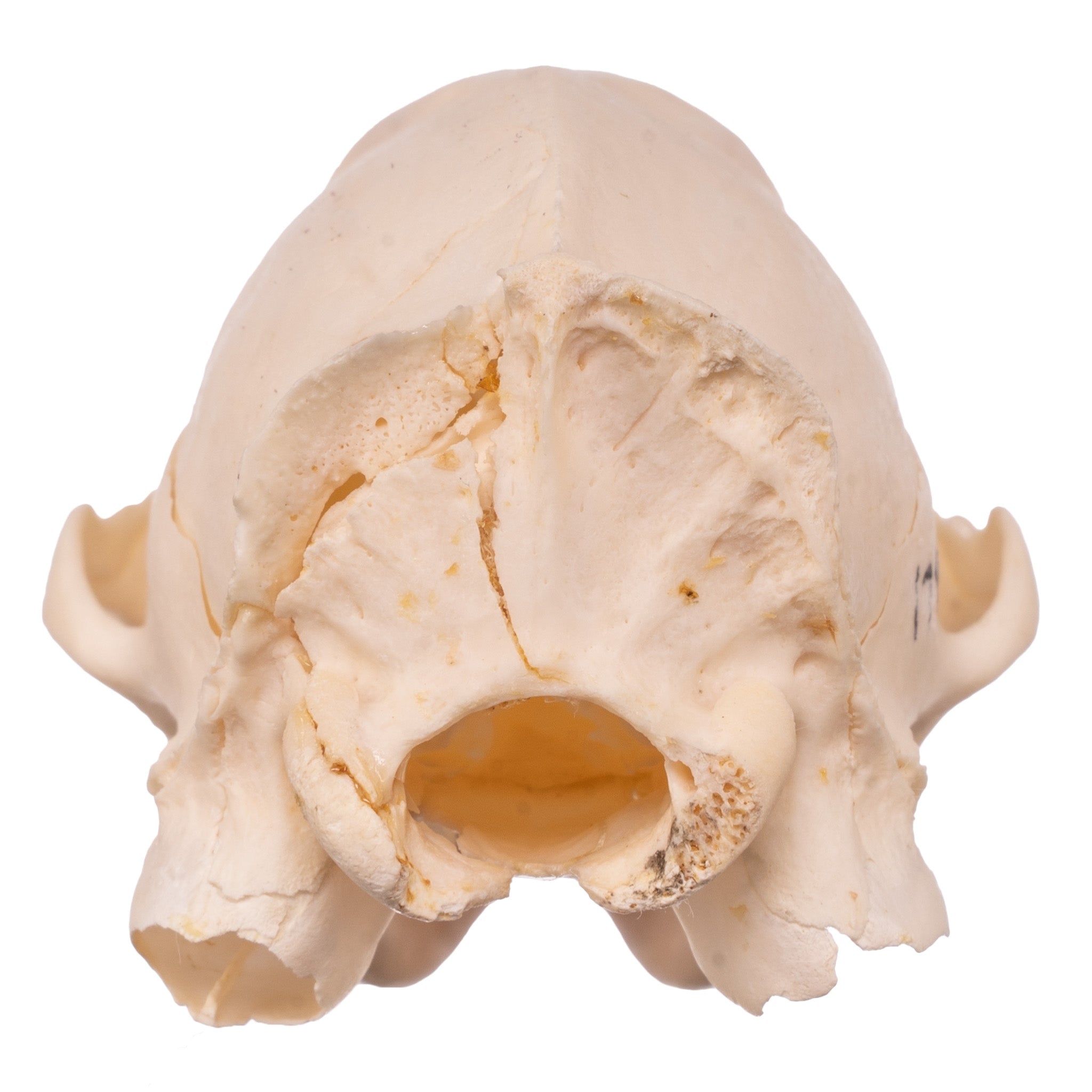 Authentic Mongoose Skull Set of 2 - Taxidermy Specimen for Oddity Collectors, Gothic Decor & Biology Study - Perfect for Halloween, Cabinets of Curiosities & Science Classrooms