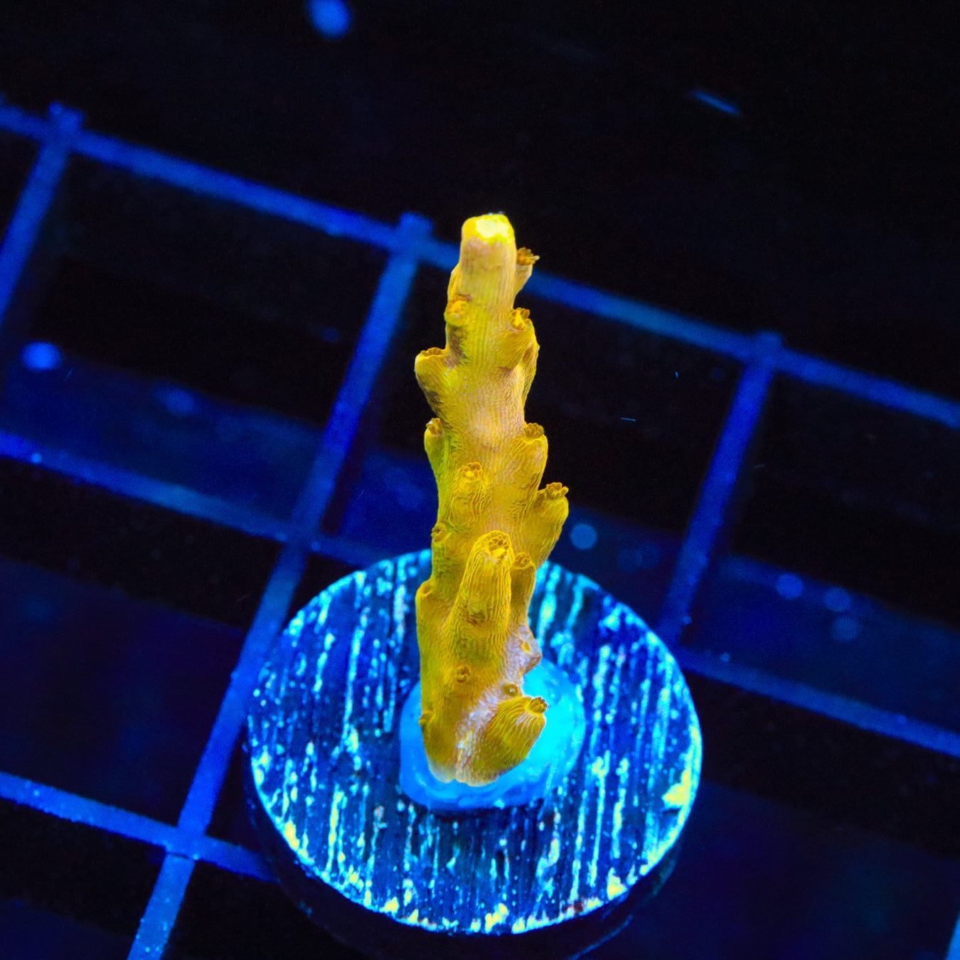 CB Golden Jawdropper Acropora Coral for Saltwater Aquariums - Vibrant Coral for Reef Tanks & Marine Aquascaping