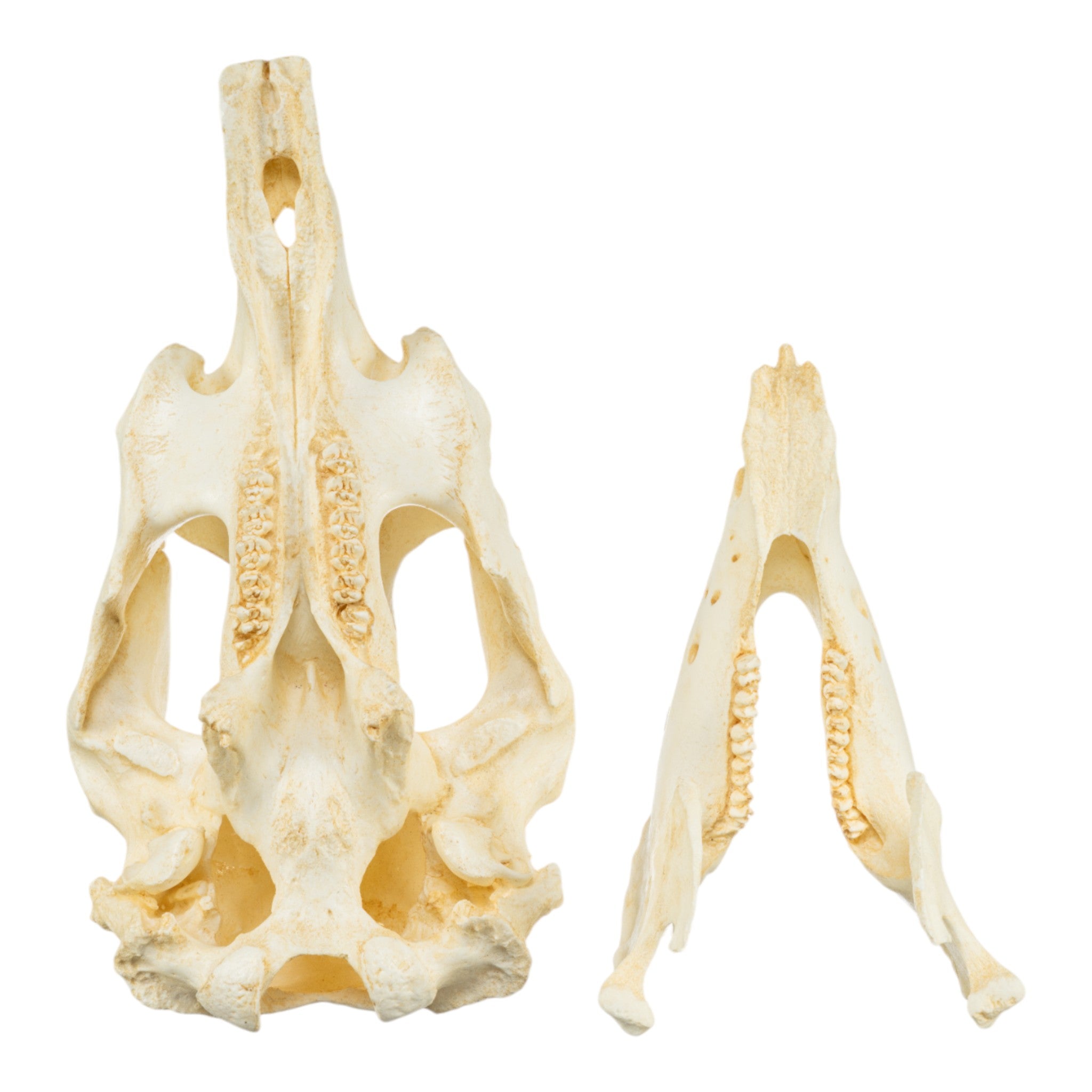 Authentic Replica Amazon Manatee Skull - Lifelike Manatee Skull Model for Home Decor, Educational Display & Halloween Props | Perfect for Science Classrooms, Gothic Decor & Themed Parties