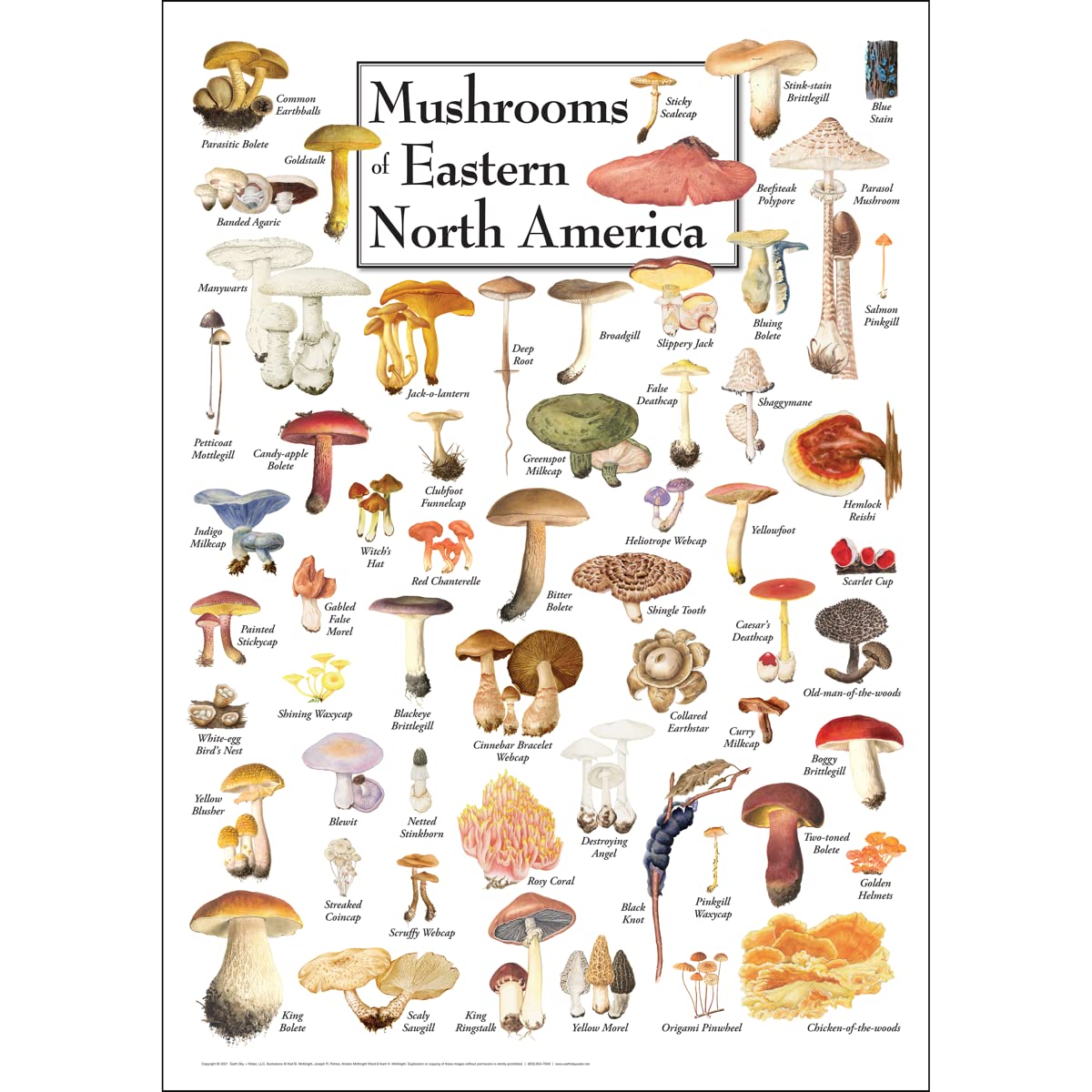 Earth Sky + Water - Mushrooms of Eastern North America Identification Guide - Educational Wall Poster for Nature Lovers, Hikers & Mycologists